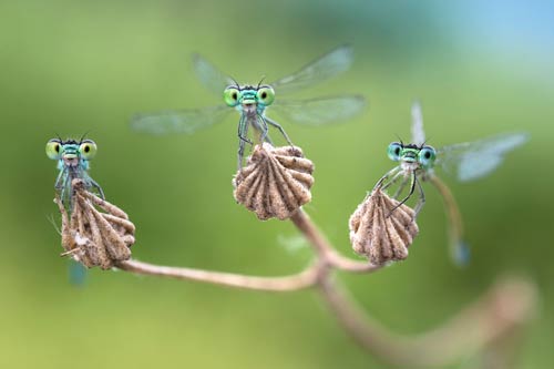 Titelbild Kleinlibellen, ©Alberto Ghizzi Panizza